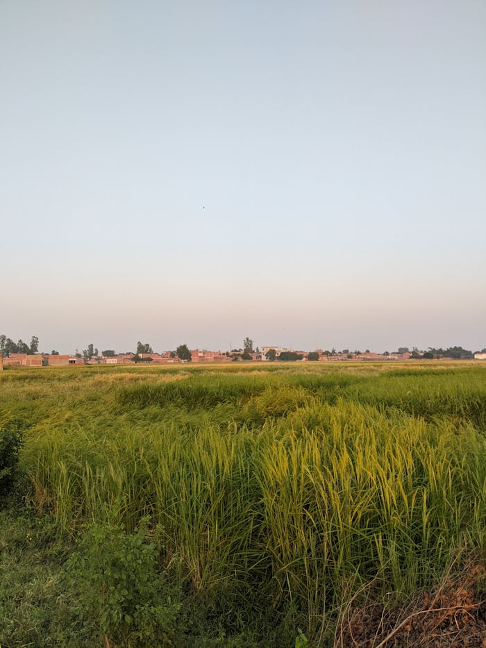 A field with tall grass and trees in the distance