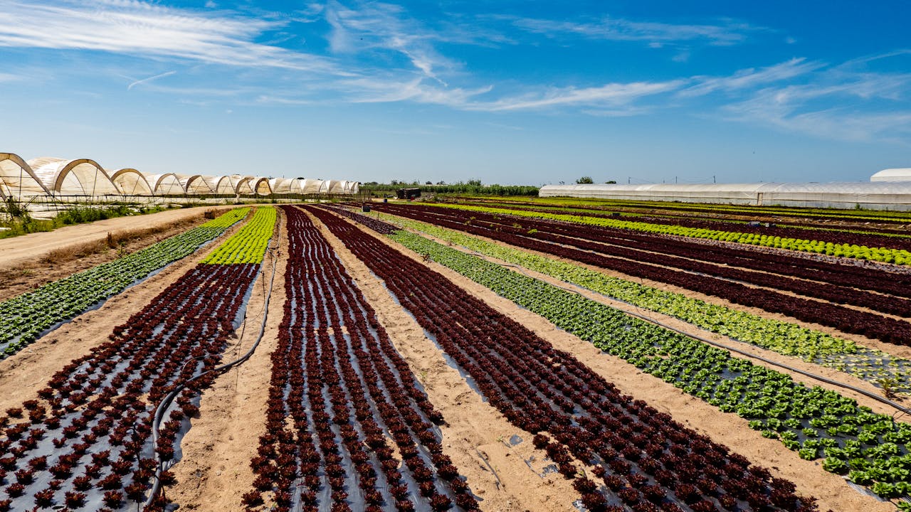 A farm with rows of lettuce and other vegetables